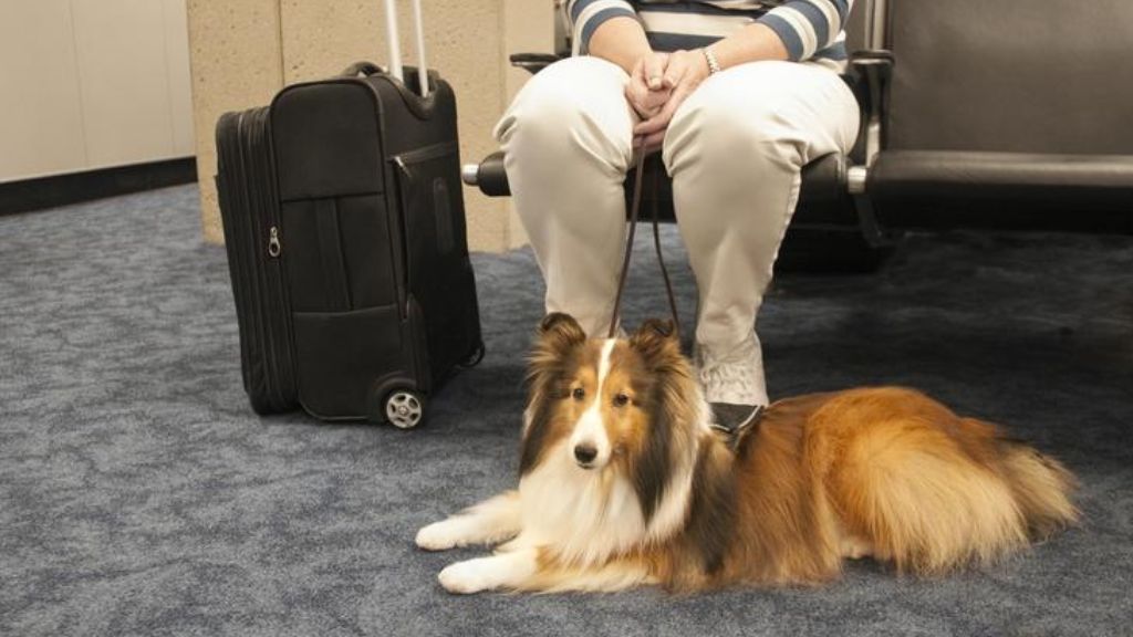 Pet Travel Facility At LAX International Airport